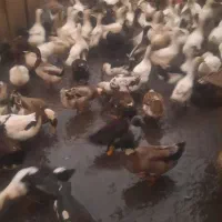 سلام، اردک وغاز ،