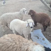 بره نر