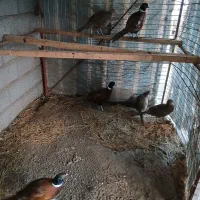 زیبا|حیوانات مزرعه|چاف و چمخاله, |دیوار