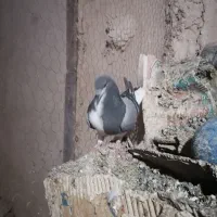 کبوتر دمگیر