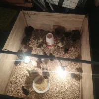جوجه غاز جوجه مرغ