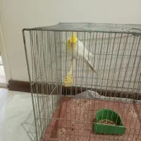 عروس هلندی