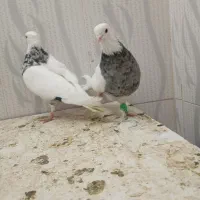 توقی الماسی