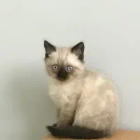 گربه های اسکاتیش و بریتیش اصیل|گربه|اردبیل, |دیوار