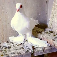 کبوتر قرمز گوز