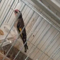 فنج و سهره ماده شیش هفت ماه قفس