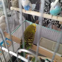 مرغ عشق|پرنده|تهران, تاکسیرانی|دیوار