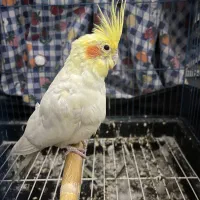 طوطی عروس هلندی جفت