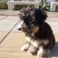 واگذار ی رایگان سگ شیتزو ماده.