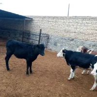 گوساله ماده سیمینتال|حیوانات مزرعه|قم, دورشهر|دیوار