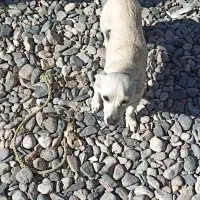 سگ نژاد دار