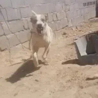 سگ دورگ خراسانی نگهبان