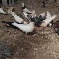 چند عدد رنگی