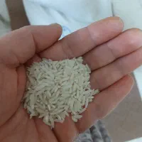 برنج طارم هاشمی بدون ذره ای قاطی به شرط|خوردنی و آشامیدنی|آمل, |دیوار