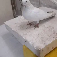 کبوتر دم سبز