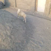 بره نر|حیوانات مزرعه|تخت, |دیوار