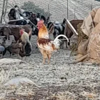 خروس