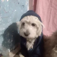 گمشده مژدگانی ۵ ملیون|سگ|کرمان, |دیوار