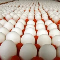 استخدام نیروی خانم در مرغداری تخم گذار|استخدام صنعتی، فنی، مهندسی|بیرجند, |دیوار