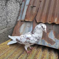 کبوتر|پرنده|تولم شهر, |دیوار