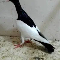 دسته ۷تایی کفتر