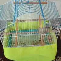 عروس هلندی|پرنده|مینودشت, |دیوار