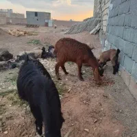 بزغاله فروشی