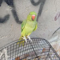 طوطی ملنگو فروشی