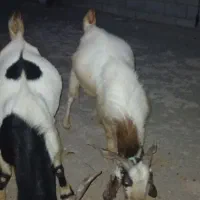 فروش ۲ عدد نری منوجان