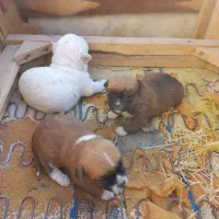 سه عدد توله پاپی پدر هاسکی پا کوتاهَ کوتاه