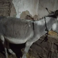 خر ماده|حیوانات مزرعه|سرولایت, |دیوار