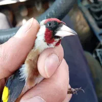 سهره چونه سفید