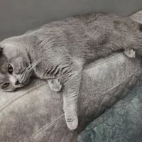 گربه اسکاتیش بلو نر