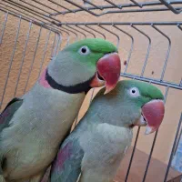 یک جفت شاه طوطی مولد|پرنده|تبریز, |دیوار