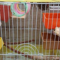 طوطی نگو بلا بگو با قفسم میدم