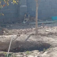 واگذاری سگ|سگ|قوچان, |دیوار