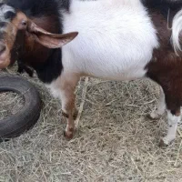 فروش گوسفند|حیوانات مزرعه|نرماشیر, |دیوار