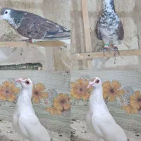 گم کردم دیشب ابناروجلتم بودن به قیمت بالا میخوام|حیوانات|سبزوار, کوی گلستان|دیوار