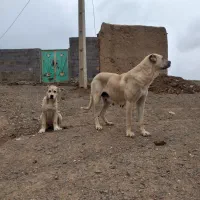 سگ ماده سرابی