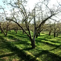 هرس ،انجام کلیه امور باغبانی