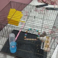 یک جفت فنچ نر و ماده در پاکدشت