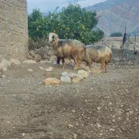 کاوه قوچ|حیوانات مزرعه|دهدشت, |دیوار