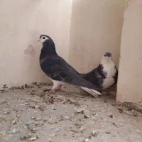 نروماده زره ای|پرنده|اصفهان, سرچشمه|دیوار