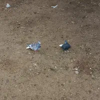 کبوتر دم سفید هفت رنگ