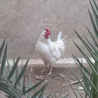 خروس سفید