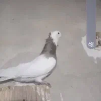 کبوتر|پرنده|دهدشت, |دیوار