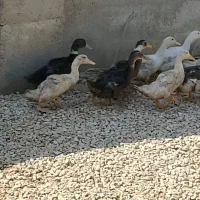 اردک|حیوانات مزرعه|رامشیر, |دیوار