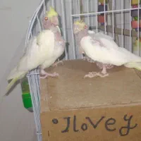 عروس چشم شرابی مفت مفت|پرنده|تربت جام, میان جام|دیوار