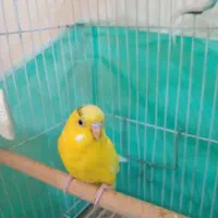 جفت مرغ عشق مولد