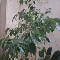 بنجامین و فیکوس مینیاتوری